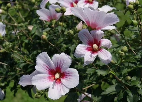Flor nacional da coreia do sul